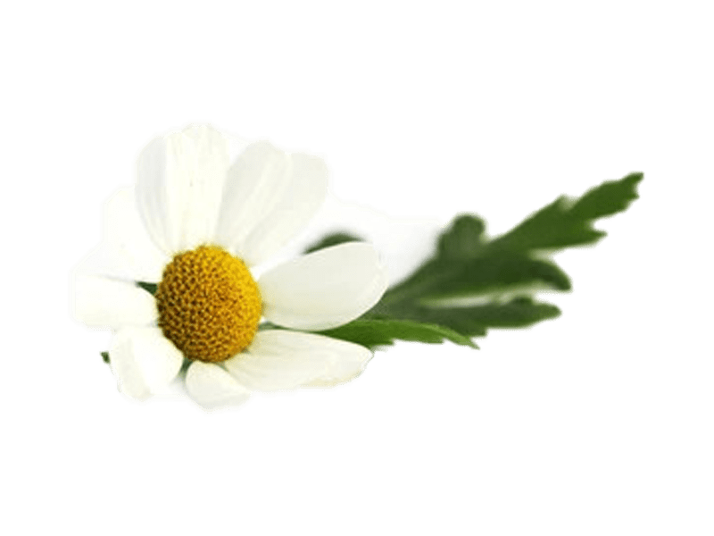 Piretro-della-Dalmazia-min