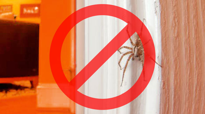 spider2